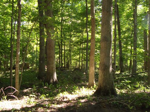 Property photo 5 - 75.5 Acres Offered in 5 Tracts